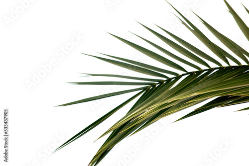 fondo de hojas de palmeras 
