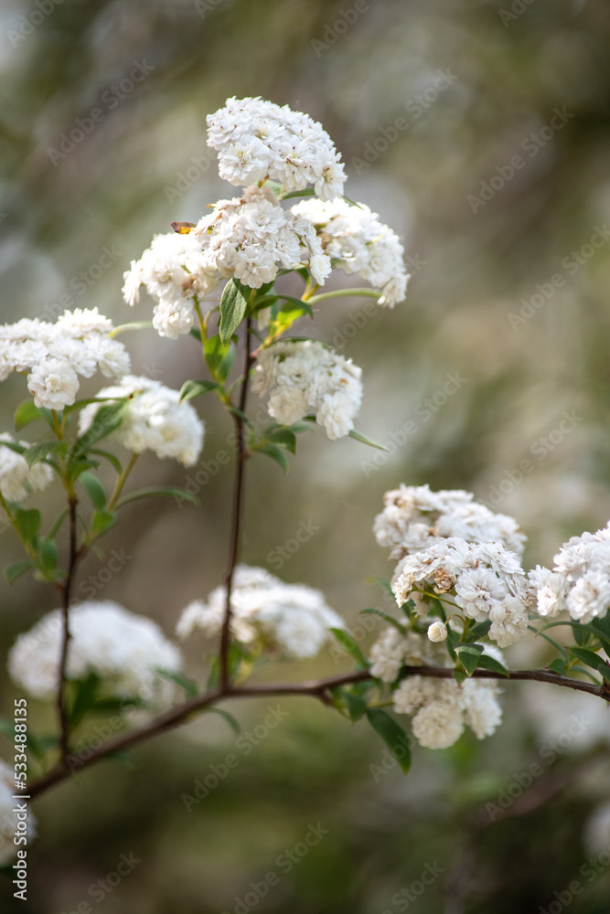 flores blancas de una corona de novia	