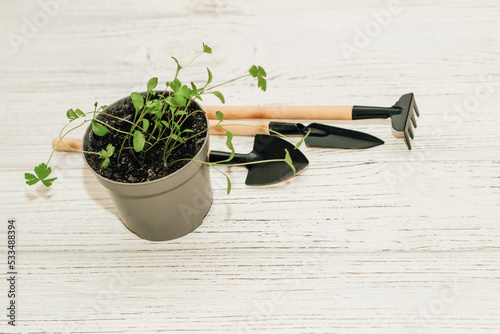 Garden hand tools, a pot with a seedling plant.