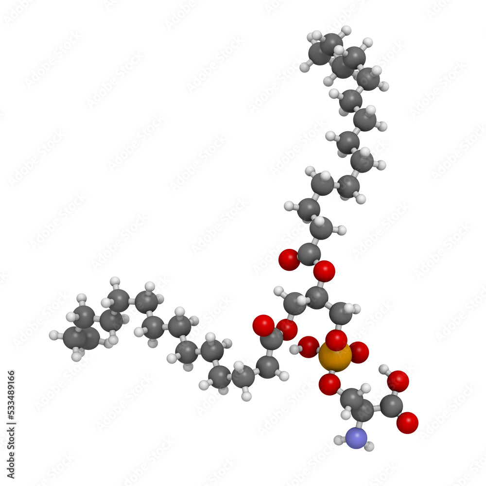 Phosphatidylserine (PS) cell membrane building block, molecular model. Phosphatidylserine (PS) cell membrane building block, molecular model.