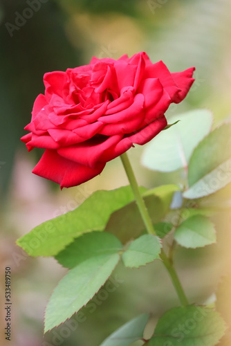 close up of red rose with blurred background