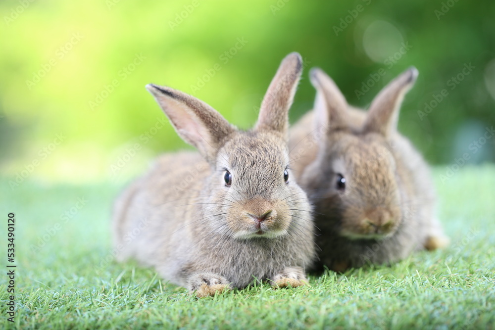 Cute little rabbit on green grass with natural bokeh as background during spring. Young adorable bunny playing in garden. Lovrely pet at park Cute little rabbit on green grass with natural bokeh as background during spring. Young adorable bunny playing in garden. Lovrely pet at park