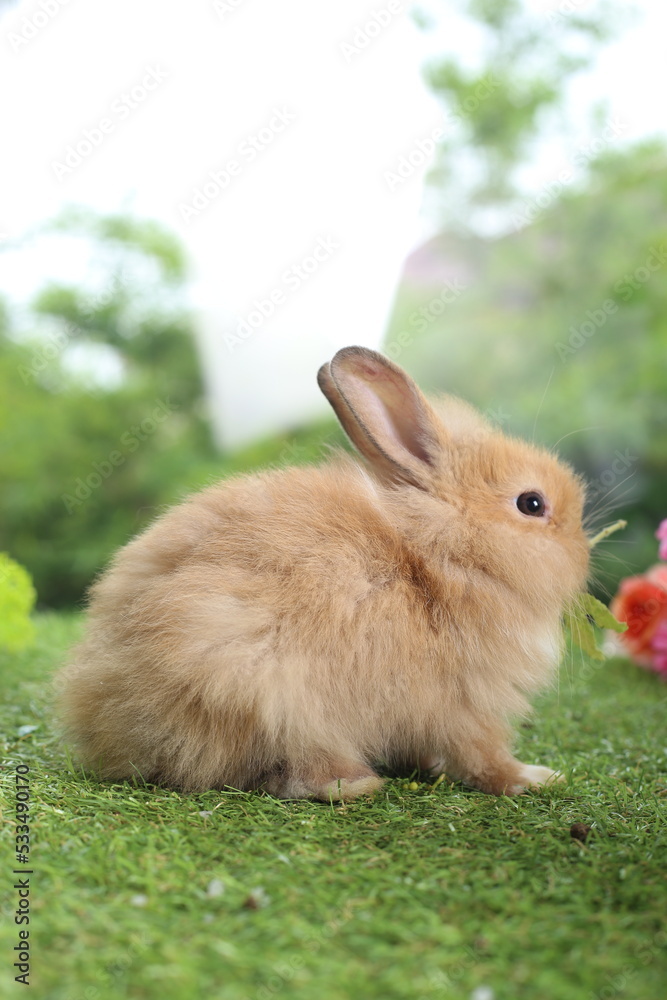 Cute little rabbit on green grass with natural bokeh as background during spring. Young adorable bunny playing in garden. Lovely pet at park Cute little rabbit on green grass with natural bokeh as background during spring. Young adorable bunny playing in garden. Lovely pet at park
