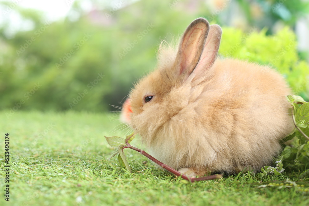 Fototapeta premium Cute little rabbit on green grass with natural bokeh as background during spring. Young adorable bunny playing in garden. Lovely pet at park