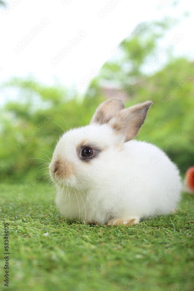 Cute little rabbit on green grass with natural bokeh as background during spring. Young adorable bunny playing in garden. Lovely pet at park Cute little rabbit on green grass with natural bokeh as background during spring. Young adorable bunny playing in garden. Lovely pet at park