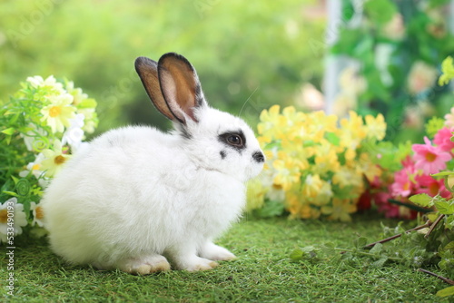 Cute little rabbit on green grass with natural bokeh as background during spring. Young adorable bunny playing in garden. Lovely pet at park © soultkd