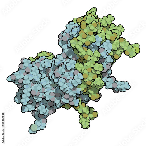 Interferon gamma (IFNg) cytokine molecule, chemical structure. Recombinant form used in treatment of osteopetrosis and chronic granulomatous disease. photo