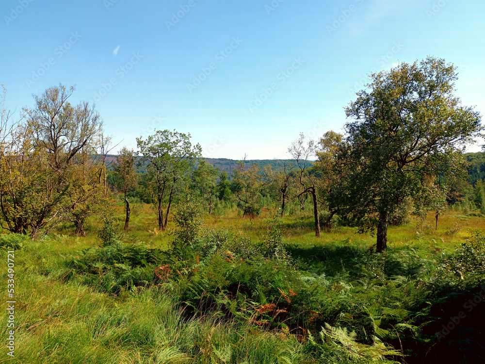 Moor Ochsenbruch bei Börfink im Hunsrück, Landkreis Birkenfeld, Rheinland-Pfalz mit Blick in die Hunsrück-Wälder. 