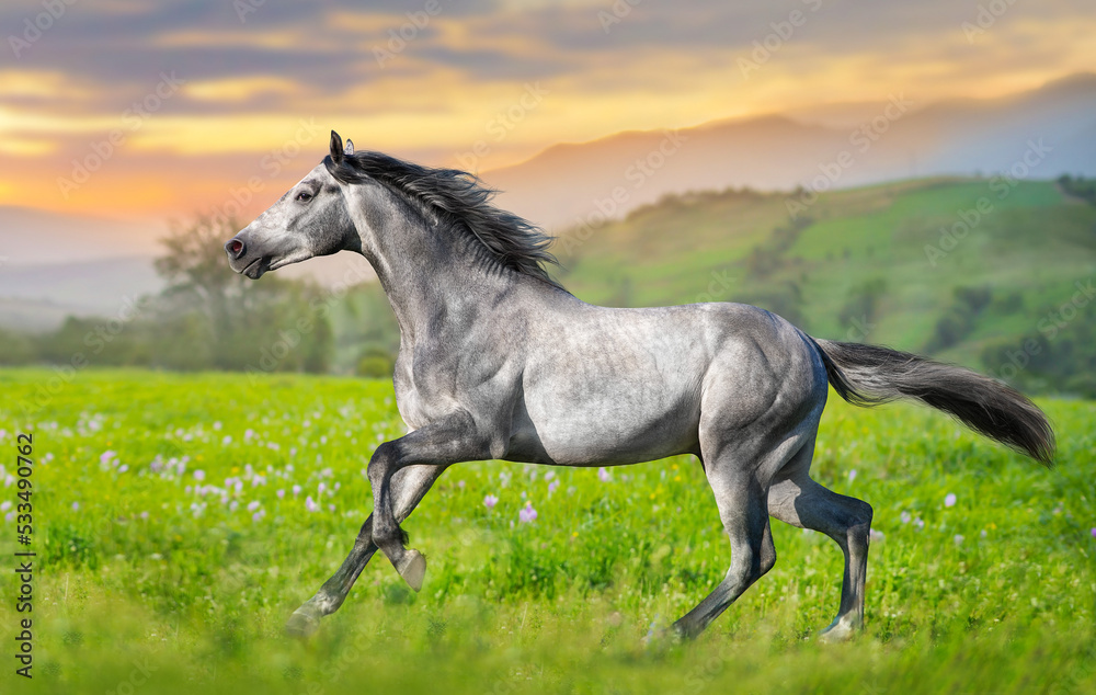 Stallion rearing up at summer flowers field Stallion rearing up at summer flowers field