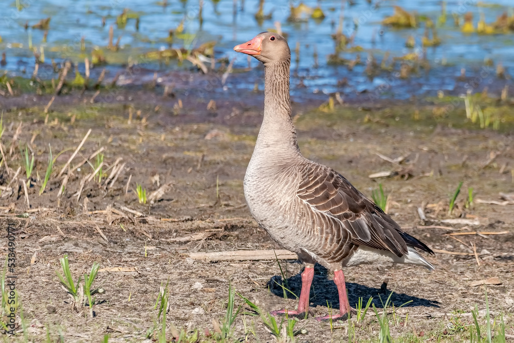 Mother greylag goose or graylag goose (Anser anser) in the wet grassland Mother greylag goose or graylag goose (Anser anser) in the wet grassland