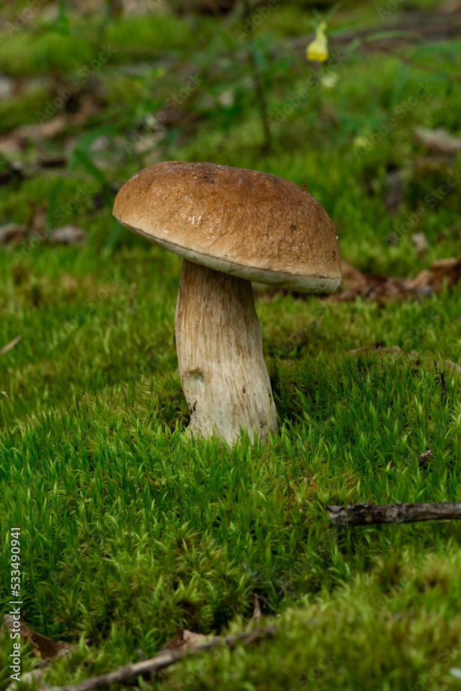 Boletus edulis is edible mushroom. Pporcini on moss in forest. Healthy and delicates food Boletus edulis is edible mushroom. Pporcini on moss in forest. Healthy and delicates food