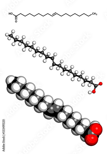 Elaidic acid trans fatty acid, molecular model photo