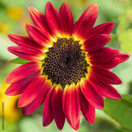 Single Red Sunflower with Just a Little Yellow