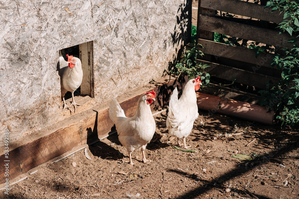 Free range chickens living a natural outdoor life. Free range white chicken leghorn breed Free range chickens living a natural outdoor life. Free range white chicken leghorn breed