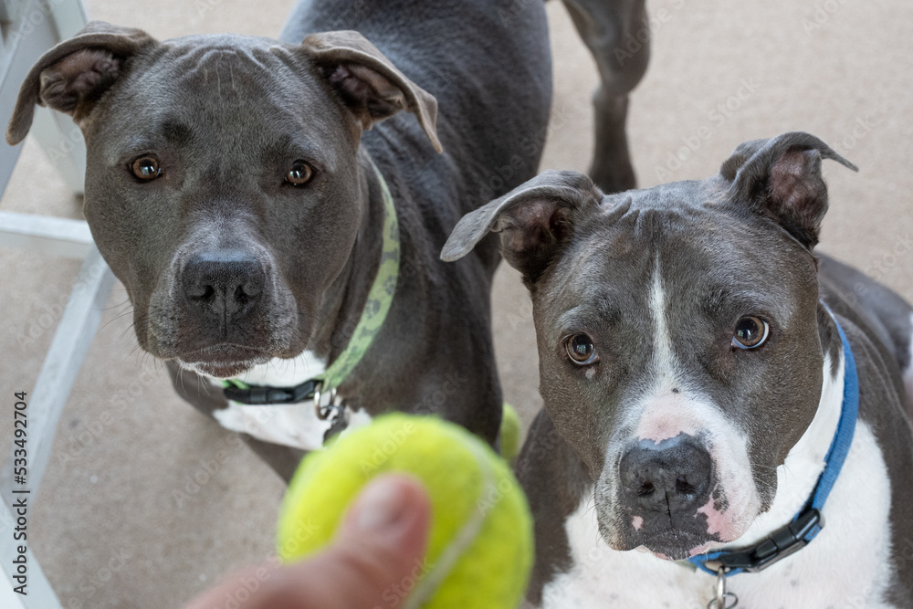 pitbulls are looking at your tennis ball and waiting to play