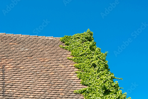 Roof overgrown with ivy against a blue sky