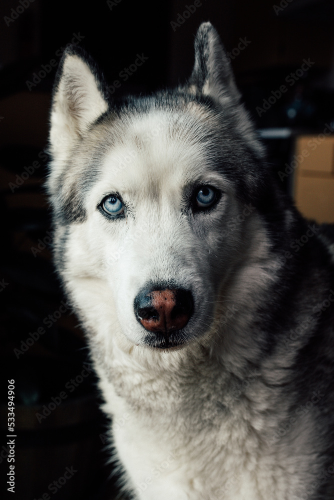 portrait of a Siberian Husky dog with blue eyes portrait of a Siberian Husky dog with blue eyes