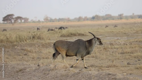 Big common eland is crossing the road full of dignity. Amboseli national park is a home of numerous herds of  herbivores. Kenya photo