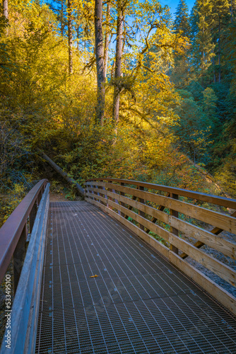 Wooden bridge in the autumn rainforest of the Silver Falls State Park, Oregon