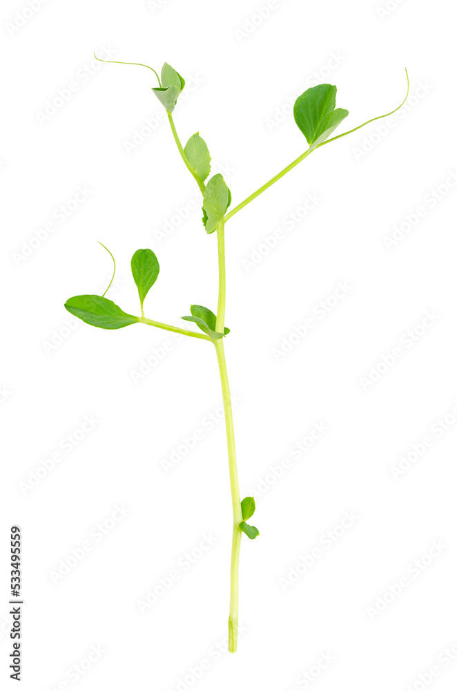 Pea shoot, isolated, from above, on white background. Fresh, raw seedling and sprout of Pisum sativum, used as a garnish or as a leaf vegetable. Edible, raw, organic and vegan. Macro food photo.