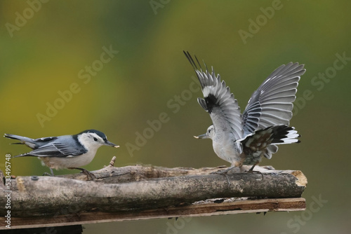 One Nuthatch confronting another and using the raised wings threat gesture