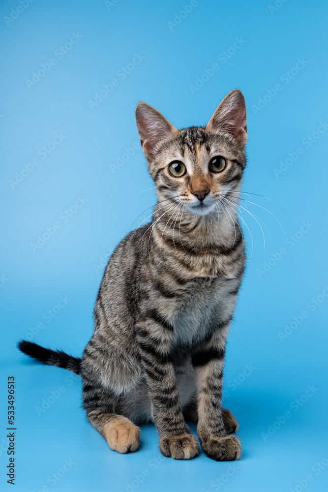 Cute cat in the studio with a blue background Cute cat in the studio with a blue background