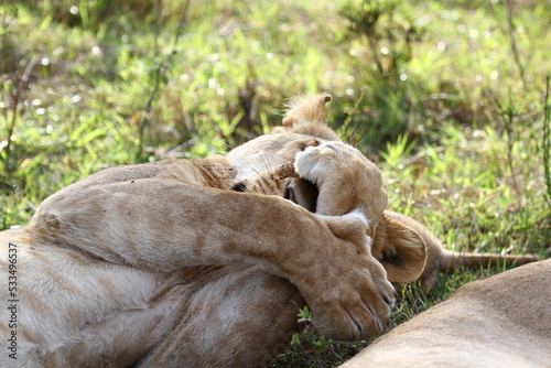 Lioness portrait rests with her paws crossed on her face
