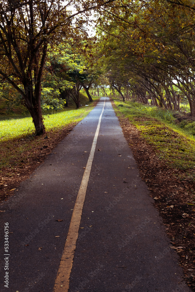 Obraz premium beautiful autumn landscape of bicycle road in the forest in Colombia outdoors in sunny day
