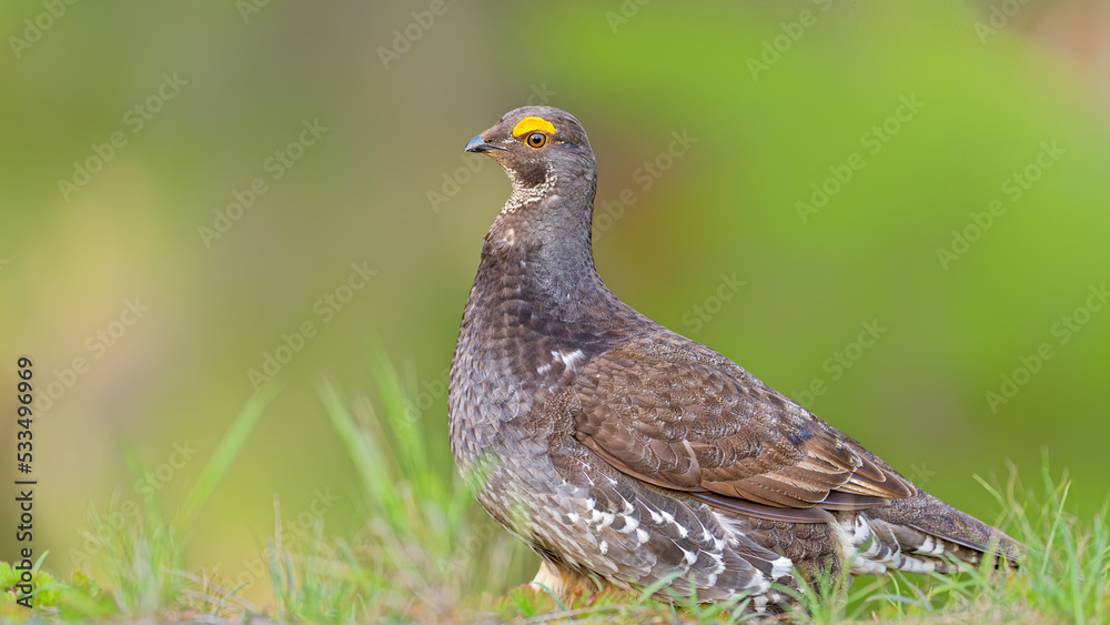 Fototapeta premium A wild mountain colorful mountain bird preaching on the grasses. Sooty grouses fighting with blurred lush green background.