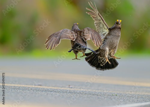 Aggressive birds in a fight. Wild sooty grouses fighting for dominance. Unique mountain birds. photo