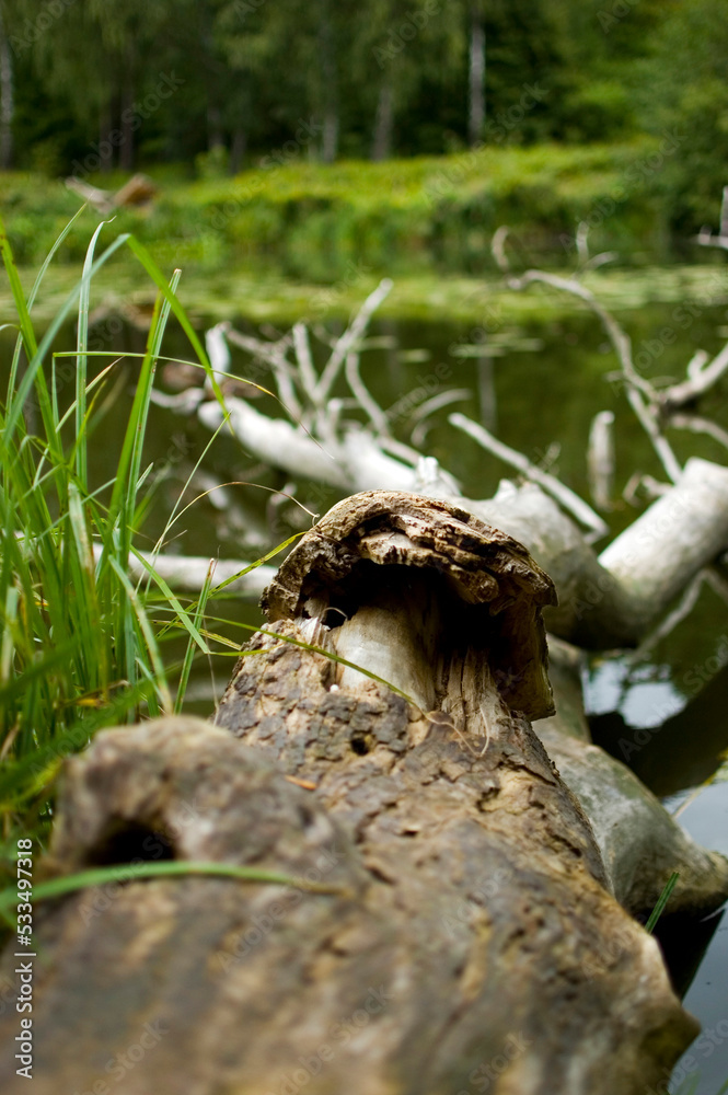 Dried trunk of tree lying in water.