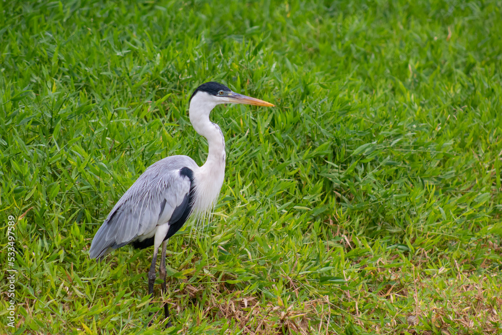 great blue heron great blue heron