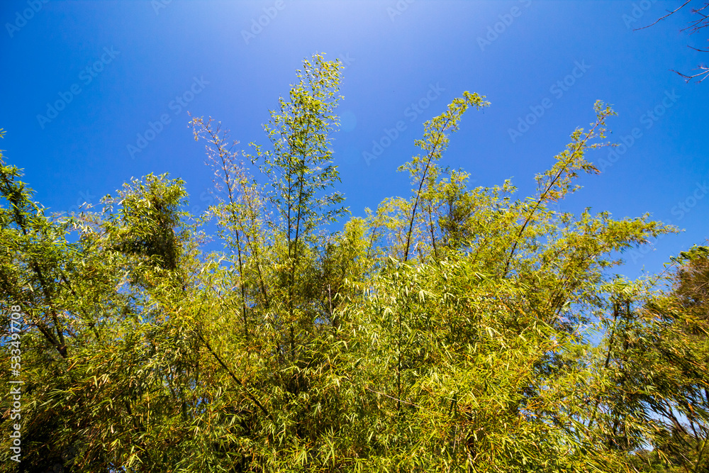 yellow leaves against blue sky statue in the park in the city in Campo Grande City in Mato Grosso do Sul Brazil yellow leaves against blue sky statue in the park in the city in Campo Grande City in Mato Grosso do Sul Brazil