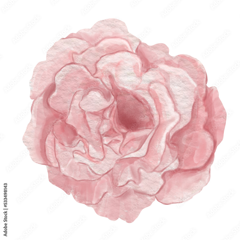 Pink wildflower. Hand painted elegant watercolor peony flower . Close up. Isolated on transparent background. Design for botany, decoration, floral concept designs. Pink wildflower. Hand painted elegant watercolor peony flower . Close up. Isolated on transparent background. Design for botany, decoration, floral concept designs.