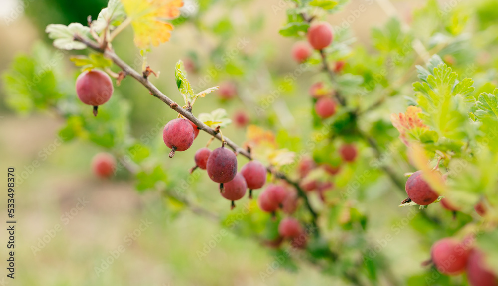 Obraz premium Fresh gooseberry on a branch of a gooseberry bush in the garden. A bush of ripe berries. High quality photo, nature background. Organic food banner