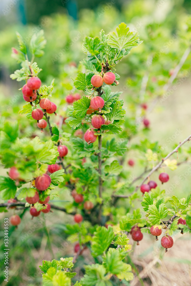 Obraz premium Fresh gooseberry on a branch of a gooseberry bush in the garden. A bush of ripe berries. High quality photo, nature background. Organic food banner
