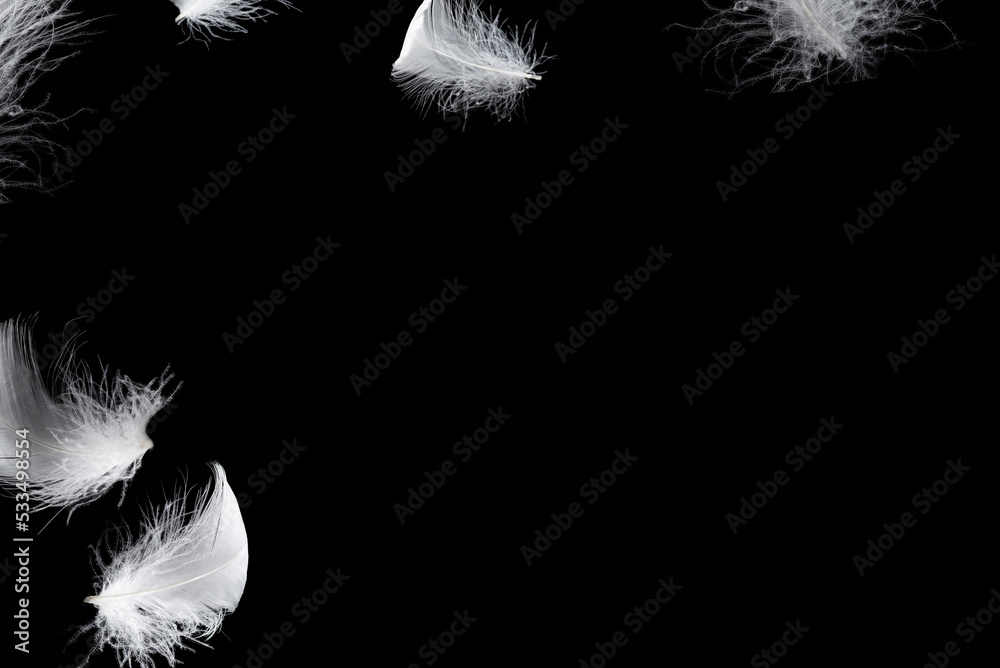 Obraz premium White feather isolated on a black background.