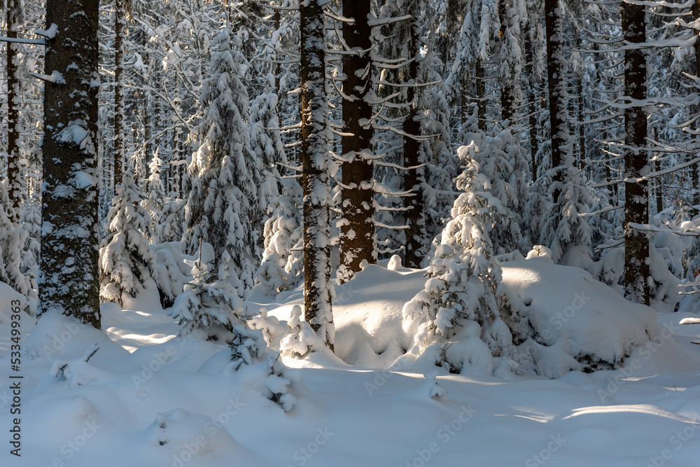 Fototapeta premium Wald Panorama im Winter