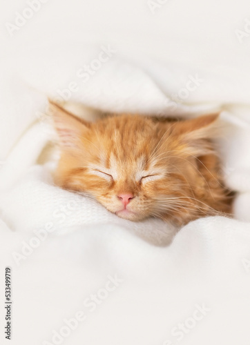 little sleepy cat. Cute ginger kitten sleeps on white blanket. domestic kitten resting on the couch. soft selective focus. baby sweet dream