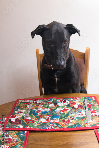 Black dog sitting on a chari at a kitchen table with Christmas placemats. photo