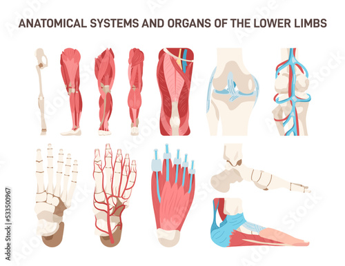 Human lower limbs different anatomical systems organs and structures