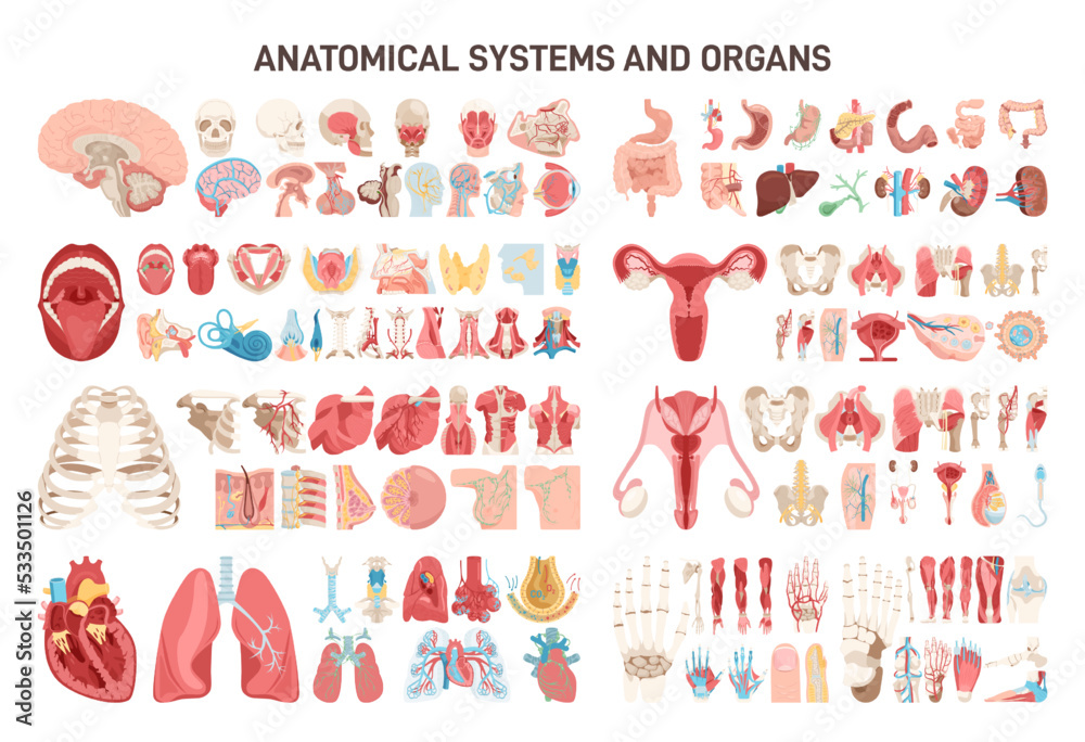Human body different anatomical systems organs and structures. - obrazy, fototapety, plakaty 