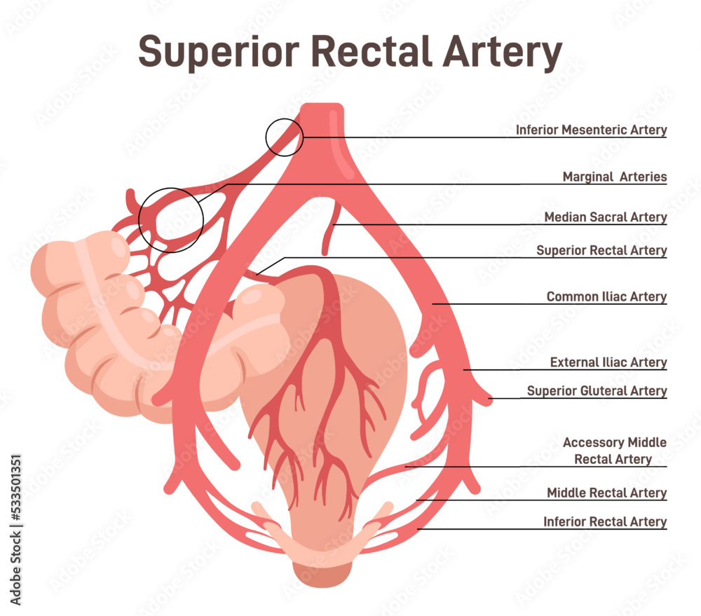 Vetor De Superior Rectal Artery Abdominal Bloodflow System Blood vetor-de-superior-rectal-artery-abdominal-bloodflow-system-blood