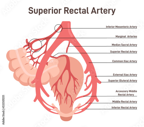 Superior rectal artery. Abdominal bloodflow system. Blood vessels