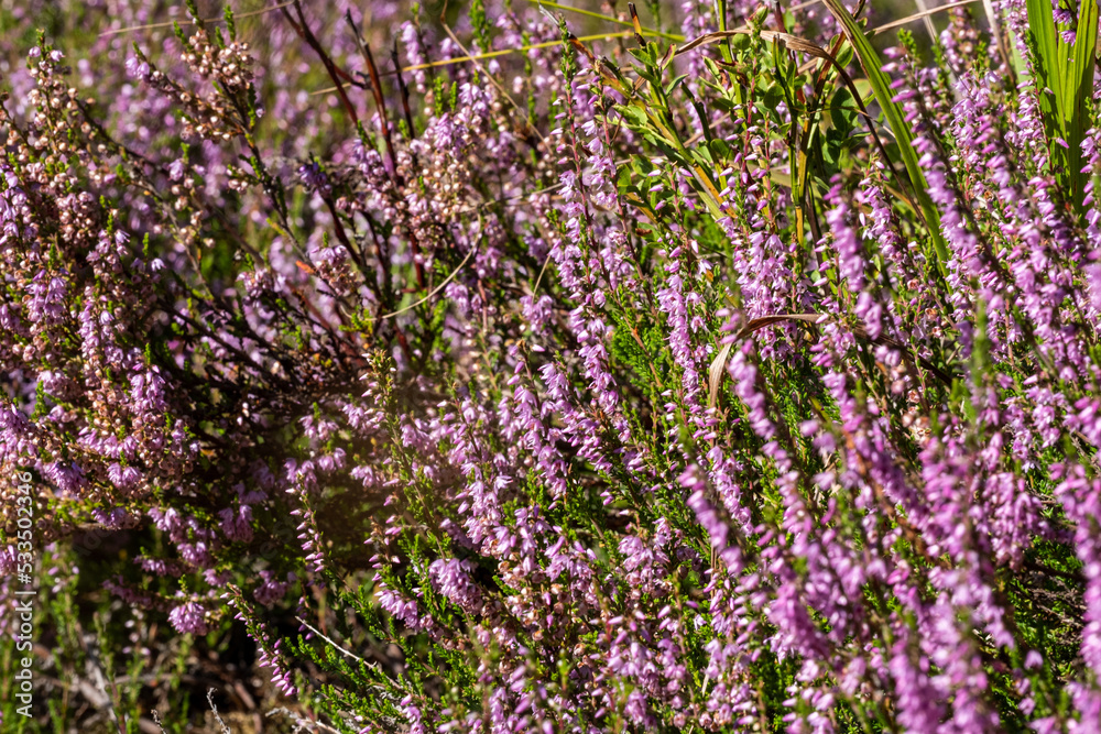 background of beautiful blooming purple heather close-up. Beautiful flower macro background. Purple floral background and place for your text.
