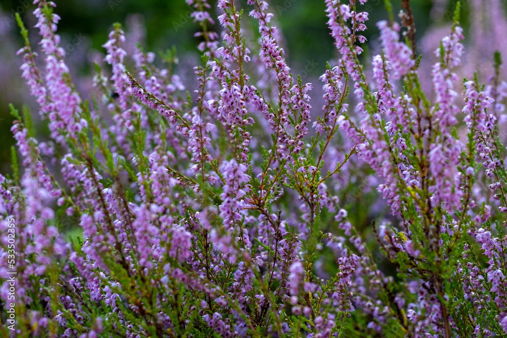 Obraz premium background of beautiful blooming purple heather close-up. Beautiful flower macro background. Purple floral background and place for your text.