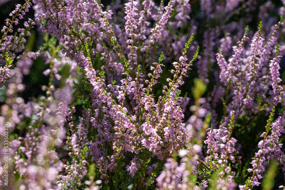 background of beautiful blooming purple heather close-up. Beautiful flower macro background. Purple floral background and place for your text.