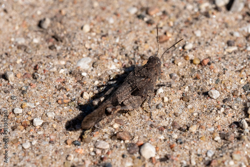 close-up of a brown grasshopper on the sand on a sunny summer day