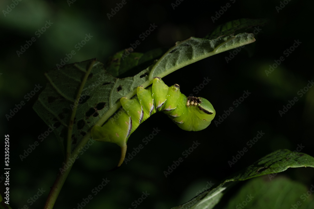 sunlit bright green butterfly caterpillar on a leaf on a tree branch on a sunny summer day with dark shadows. beautiful nature background. Place for your text sunlit bright green butterfly caterpillar on a leaf on a tree branch on a sunny summer day with dark shadows. beautiful nature background. Place for your text