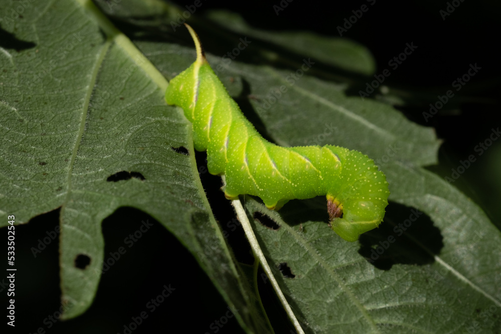 sunlit bright green butterfly caterpillar on a leaf on a tree branch on a sunny summer day with dark shadows. beautiful nature background. Place for your text